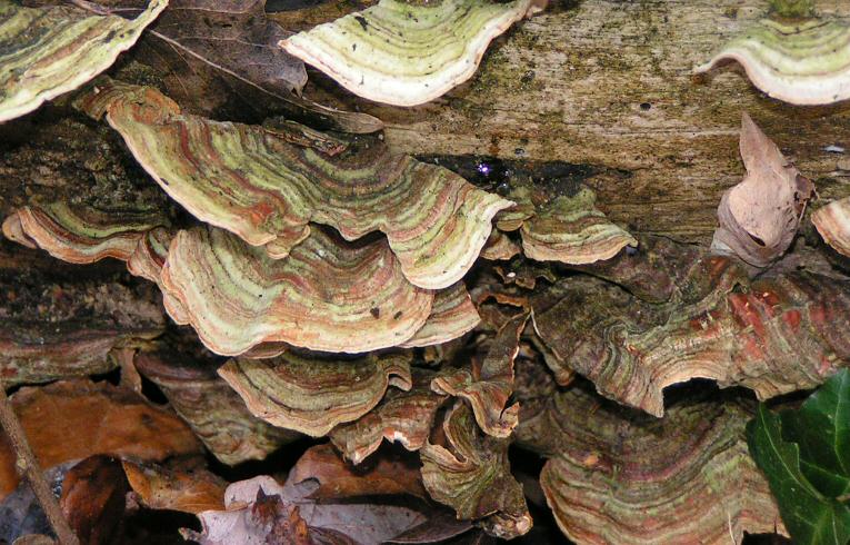 Trametes versicolor